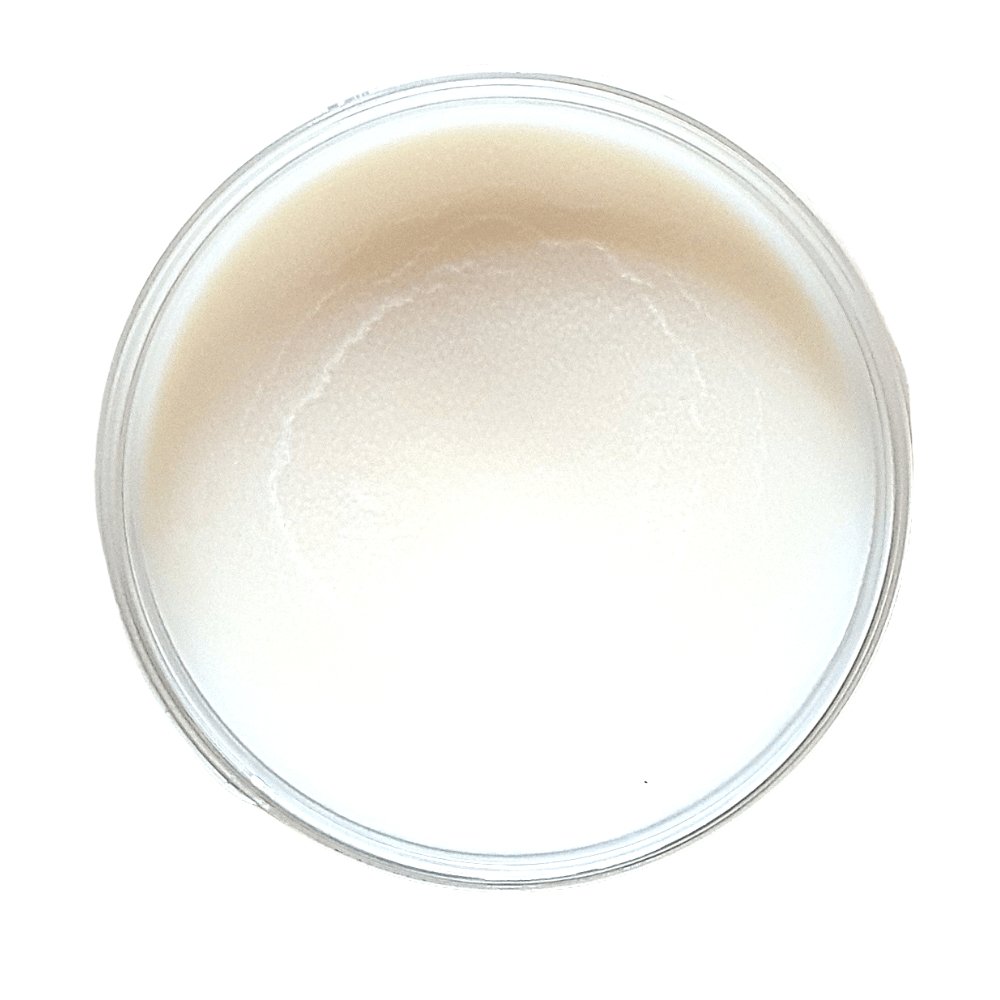 Foot Recovery Mango Butter Balm - LoveShea Skincare